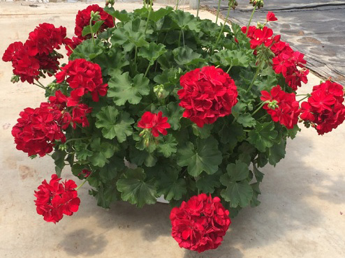 calliope-geraniums.jpg