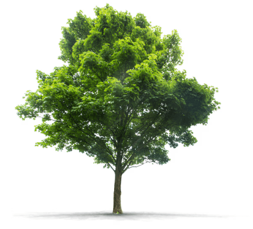 Tree, Grow Your Career