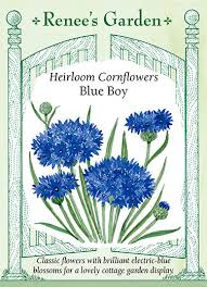Cornflowers 'Blue Boy' - Renee's Garden