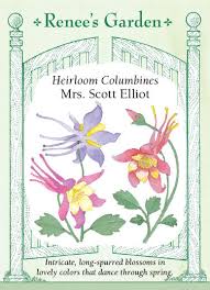 Columbine 'Mrs Scott Elliot' - Renee's Garden